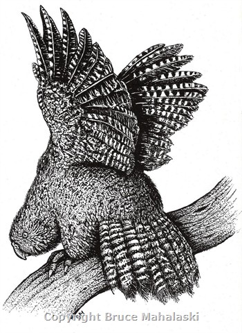  Kakapo - Picture